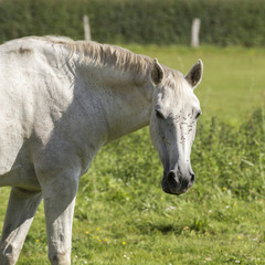 Naklejka na ściany i meble a white horse in the meadow