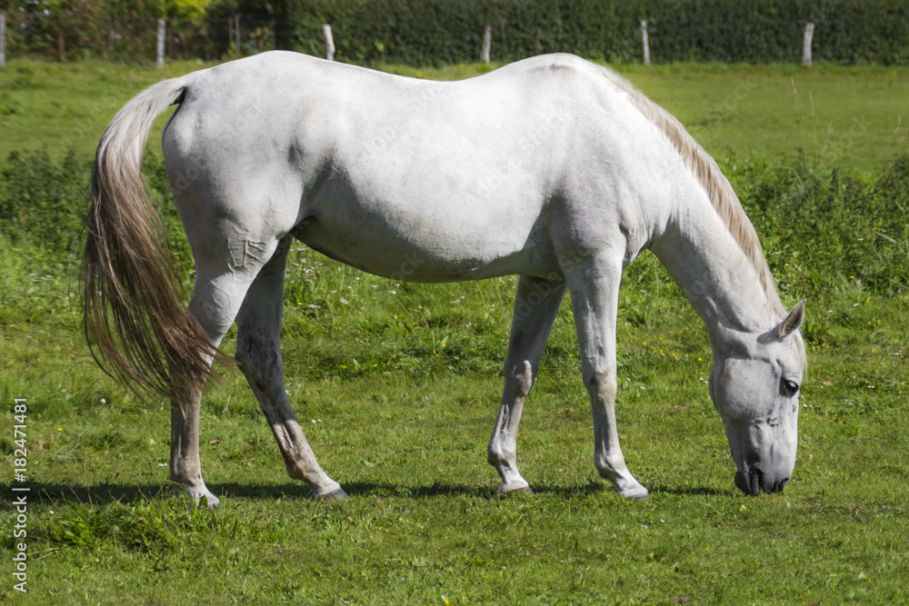 Wall mural a white horse in the meadow