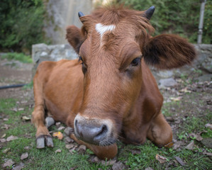 Brown cow lies on the grass in the village