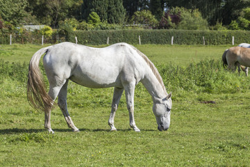Obraz na płótnie Canvas a white horse in the meadow