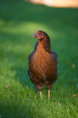 Free range chickens in field
