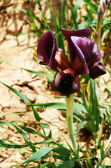 Obraz premium Black iris, Jordanië