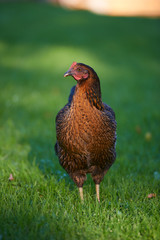 Free range chickens in field