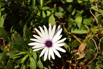 purple flower