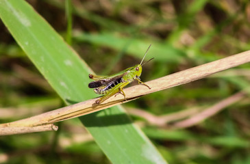 grass hopper