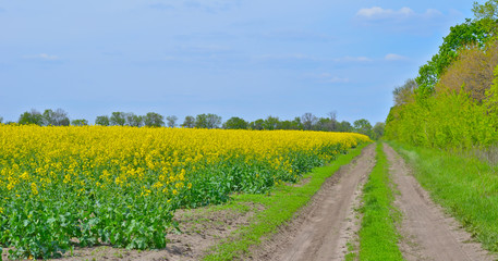 Fototapeta na wymiar Field of bright yellow rapeseed in summer.