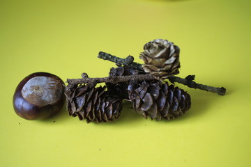 Pinecones and chestnuts in autumn - obrazy, fototapety, plakaty