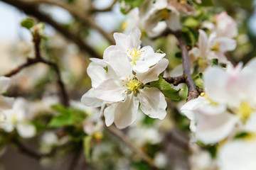 Close-up of a blooming apple, flowers on a branch on a fresh spring background. no people