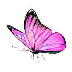 Fototapeta na wymiar beautiful pink butterfly, isolated on a white