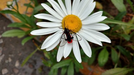 Obraz premium butterfly flower