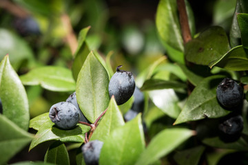 fruits of forest bilberries