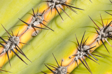 closeup, texture of an exotic cactus plant