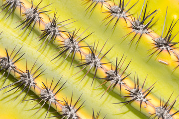 closeup, texture of an exotic cactus plant