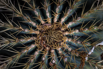 Naklejka na ściany i meble closeup, texture of an exotic cactus plant