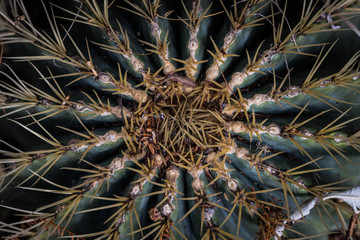 closeup, texture of an exotic cactus plant