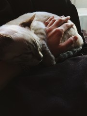 piccolo gattino dorme 