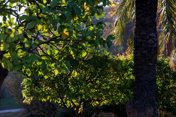 mandarin tree with orange fruits