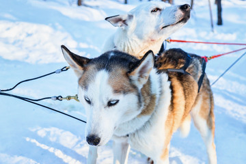 Husky dogs in sled in winter forest in Rovaniemi