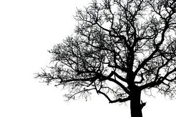Dead black tree silhouette isolated on white background