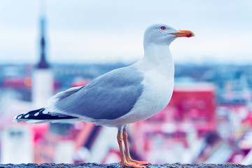 Seagull bird at panoramic point of Toompea hill Tallinn