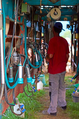 Milkman while milking operation with cows utter and pipelines