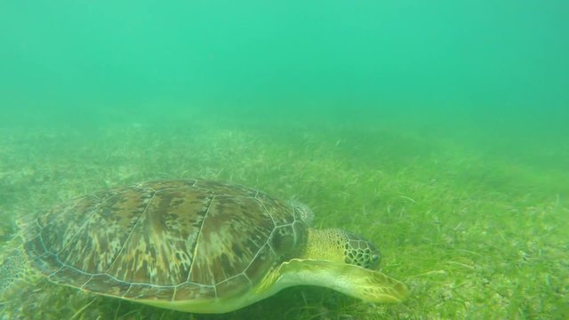 An underwater shot of cool sea turtle in tropical blue ocean water