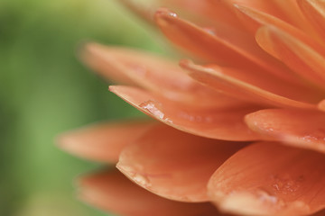Abstract Flower Closeup