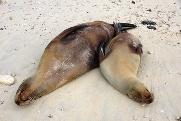 Happy Seals on beach in Galapagos