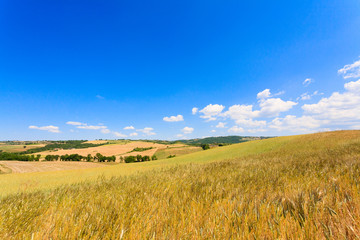 Obraz premium Tuscany hills landscape, Italy