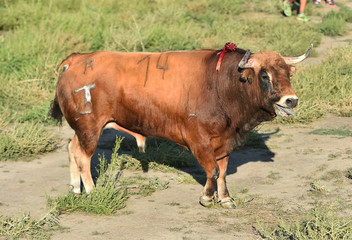 toro