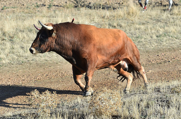 bull