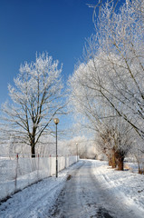 Snowy path with trees and electric lamps.