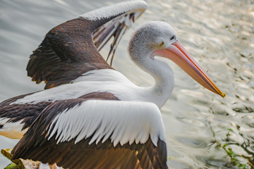 Beautiful black and white Australian pelican with red beak