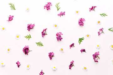 Pattern with daisy and violet lilac flowers