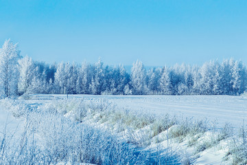 Snowy forest of countryside winter Rovaniemi