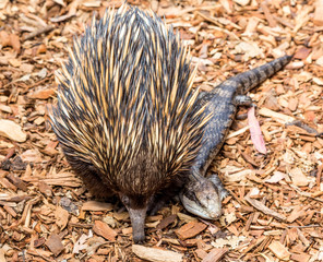 echidna