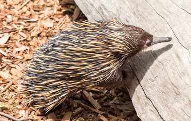 echidna
