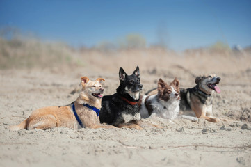 Four dogs lays on the sand at the beach