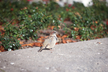 Birds in the park with autumn Background