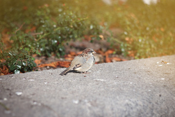 Birds in the park with autumn Background