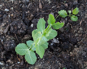 Plant Sprouts 2