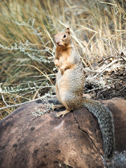Ground Squirrel - 1