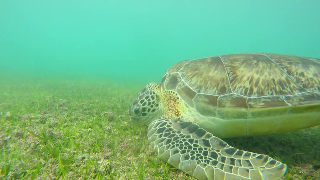 An underwater shot of sea turtles in tropical blue ocean water