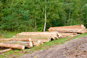 Deforestation environmental problem