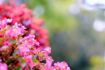 Beautiful little pink flowers