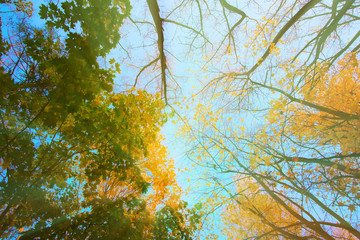 Beautiful trees set against the blue sky.