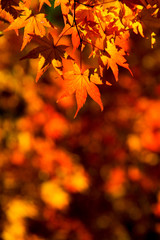 紅葉