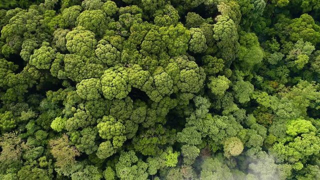 Aerial view. Ascending above beautiful rain forest in Asia.
