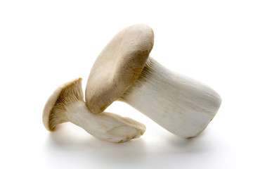 Fototapeta premium エリンギ