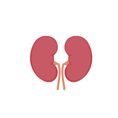healthy kidneys vector illustration
